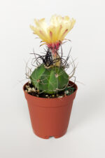 Astrophytum Capricorne - Özel Tür