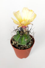 Astrophytum Capricorne - Özel Tür - Görsel 2