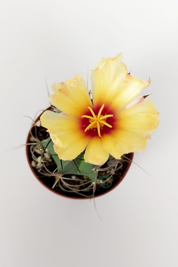 Astrophytum Capricorn yellow flowering cactus