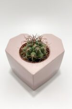 Sevgiliye Hediye Kalpli Saksıda Kaktüs (Pembe) - Gymnocalycium Marquezi