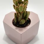 Cactus in a Heart Pot as a Gift for Lovers - Mother-in-Law's Thorn