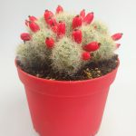Mammillaria Prolifera Rare Species Cactus 8.5 cm Pot