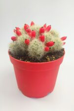 Mammillaria Prolifera Nadide Tür Kaktus 8.5 cm Saksıda