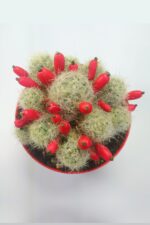 Mammillaria Prolifera Nadide Tür Kaktus 8.5 cm Saksıda - Görsel 2