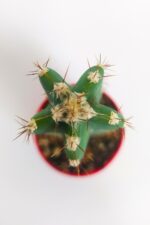 Cereus Validus Nadide Tür Tekli Özel  Kaktüs 8.5 cm Kırmızı Saksıda - Görsel 2