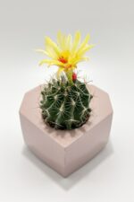 Kalpli Saksı, 5.5 cm Saksı Yuvası, Taş Tozundan Yapılma, Pembe - Görsel 5