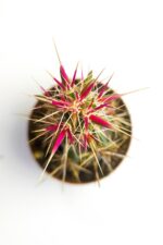 Corynopuntia Invicta Nadide Tür Kaktüs Tekli Kaktüs 5.5 cm Saksıda Özel Kaktüs - Görsel 2