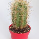Espostoa Lanata Rare Species Single Special Cactus 8.5 cm in Red Pot