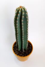 Tetragonus Peruvianus 20 cm Saksıda Nadide Tür Tekli Özel  Kaktüs - Görsel 4