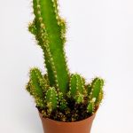Cereus Peruvianus Rare Species Special Cactus Rare Cactus 5.5 cm Pot