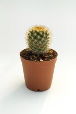 Mammillaria Flavicentra Özel Tür Kaktüs 5.5 cm Saksıda - Görsel 3