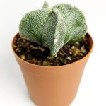 Astrophytum Myriostigma Rare Special Species Cactus Rare Cactus 5.5 cm Pot