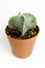 Astrophytum Myriostigma Nadide Özel Tür Kaktüs Nadir Kaktüs 5.5 cm Saksıda