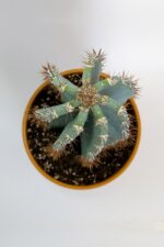 Tetragonus Peruvianus 20 cm Saksıda Nadide Tür Tekli Özel  Kaktüs - Görsel 3