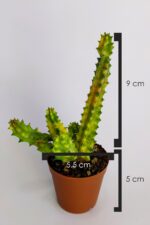 Huernia Zebrina Variegata Tür Özel Kaktüs Koleksiyon Ürünü 5.5 cm Saksıda - Görsel 5