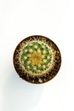 Mammillaria Flavicentra Özel Tür Kaktüs 5.5 cm Saksıda - Görsel 2