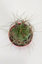 Astrophytum Capricorne Nadide Tür Tekli Özel  Kaktüs 8.5 cm Kırmızı Saksıda - Görsel 2