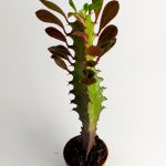 Euphorbia Trigona Royal Red Rare Species Cactus Special Species Cactus 5.5 cm Pot