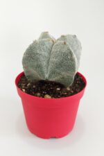 Astrophytum Myriostigma Quadricostatum Gri Nadide Tür Tekli Özel Kaktüs 8.5 cm Kırmızı Saksıda - Görsel 3