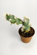 Tephrocactus Kuehnrichianus Nadide Kaktüs Tekli Özel Kaktüs Nadir Tür 5.5 cm Saksıda - Görsel 4