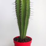 Neobuxbaumia Euphorbia Ideas Rare Species Single Special Cactus 8.5 cm in Red Pot
