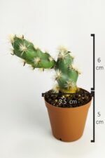 Tephrocactus Kuehnrichianus Nadide Kaktüs Tekli Özel Kaktüs Nadir Tür 5.5 cm Saksıda - Görsel 5