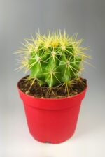 Echinocactus Grusonii  Altın Fıçı 8.5 cm Kırmızı Saksıda