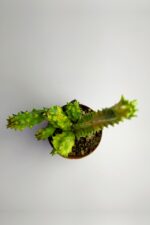 Huernia Zebrina Variegata Tür Özel Kaktüs Koleksiyon Ürünü 5.5 cm Saksıda - Görsel 2