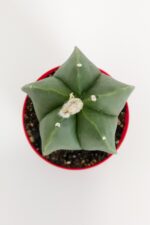 Astrophytum Myriostigma Quadricostatum Nudum Nadide Tür Tekli Özel Kaktüs Nadir 8.5 cm Kırmızı Saksıda - Görsel 2