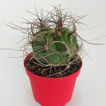 Astrophytum Capricorne Nadide Tür Tekli Özel  Kaktüs 8.5 cm Kırmızı Saksıda