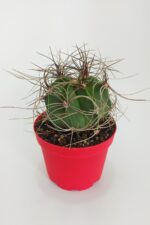 Astrophytum Capricorne Nadide Tür Tekli Özel  Kaktüs 8.5 cm Kırmızı Saksıda