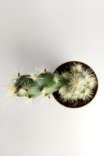 Tephrocactus Kuehnrichianus Nadide Kaktüs Tekli Özel Kaktüs Nadir Tür 5.5 cm Saksıda - Görsel 2