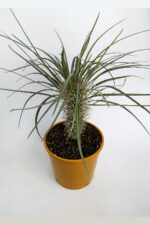 Pachypodium Geay Nadide Tür Tekli Özel  Kaktüs 20 cm Saksıda - Görsel 4