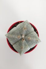 Astrophytum Myriostigma Quadricostatum Gri Nadide Tür Tekli Özel Kaktüs 8.5 cm Kırmızı Saksıda - Görsel 2