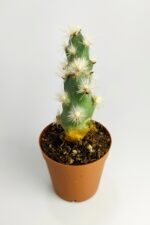 Tephrocactus Kuehnrichianus Nadide Kaktüs Tekli Özel Kaktüs Nadir Tür 5.5 cm Saksıda - Görsel 3