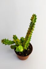 Huernia Zebrina Variegata Tür Özel Kaktüs Koleksiyon Ürünü 5.5 cm Saksıda - Görsel 3