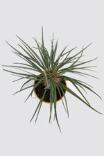Pachypodium Geay Nadide Tür Tekli Özel  Kaktüs 20 cm Saksıda - Görsel 2