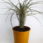 Pachypodium Geay Rare Species Single Special Cactus in 20 cm Pot