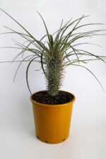 Pachypodium Geay Nadide Tür Tekli Özel  Kaktüs 20 cm Saksıda
