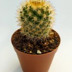 Mammillaria Flavicentra Special Species Cactus 5.5 cm Pot