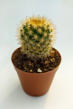 Mammillaria Flavicentra Özel Tür Kaktüs 5.5 cm Saksıda