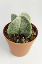Astrophytum Myriostigma Nadide Özel Tür Kaktüs Nadir Kaktüs 5.5 cm Saksıda - Görsel 4