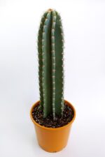 Tetragonus Peruvianus 20 cm Saksıda Nadide Tür Tekli Özel  Kaktüs