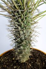 Pachypodium Geay Nadide Tür Tekli Özel  Kaktüs 20 cm Saksıda - Görsel 3
