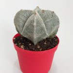 Astrophytum Myriostigma Quadricostatum Gray Rare Species Single Special Cactus 8.5 cm in Red Pot