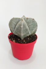 Astrophytum Myriostigma Quadricostatum Gri Nadide Tür Tekli Özel Kaktüs 8.5 cm Kırmızı Saksıda