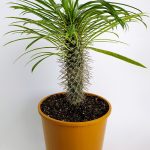 Pachypodium Lamerei Madagascar Palm Rare Species Single Special Cactus 20 cm Pot
