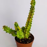 Huernia Zebrina Variegata Species Special Cactus Collectible 5.5 cm Pot