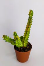 Huernia Zebrina Variegata Tür Özel Kaktüs Koleksiyon Ürünü 5.5 cm Saksıda