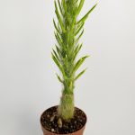 Austrocylindropuntia Subulata Rare Cactus Special Species Cactus Rare Cactus 5.5 cm Pot